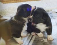 Dsc01354.jpg (132kb)